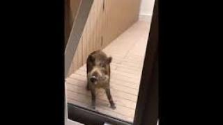 Глигани нападнаха училище, евакуират учениците (ВИДЕО)