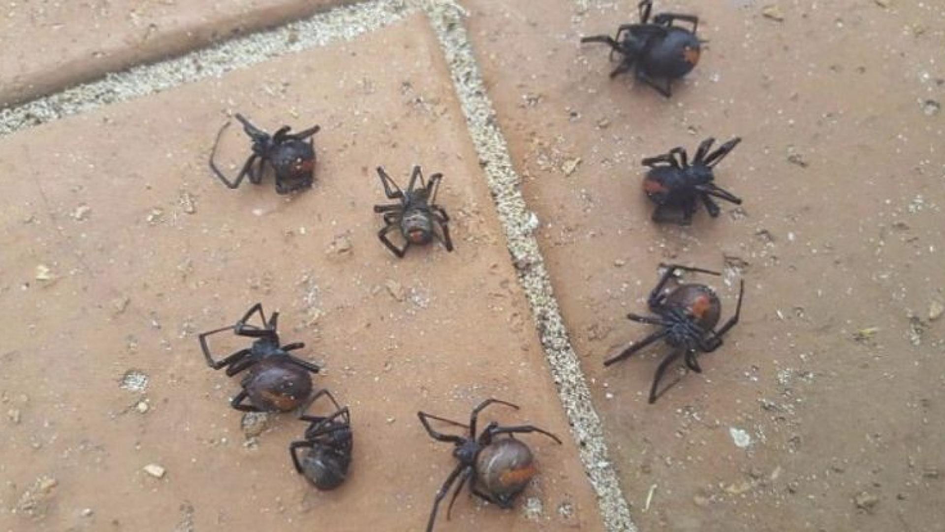 Дъжд от смъртоносно опасни паяци се изсипа пред дома на жена (СНИМКА/ВИДЕО)