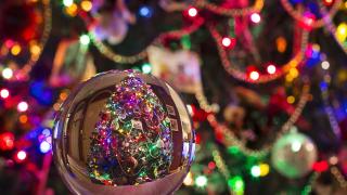 Коледен гигант: Къде се намира най-високата коледна елха в света Видео