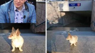 Иван, синът на отвлечения Киро Киров, прибира кучета в беда