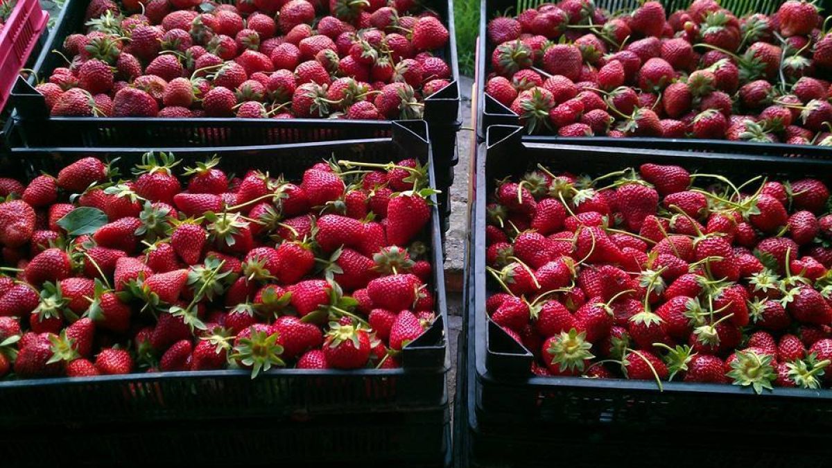 Земеделец от Петричко пробутва на клиенти опасна продукция, но... 