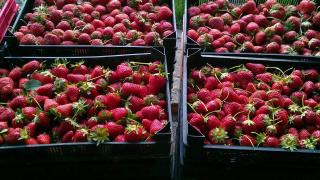 Земеделец от Петричко пробутва на клиенти опасна продукция, но... 