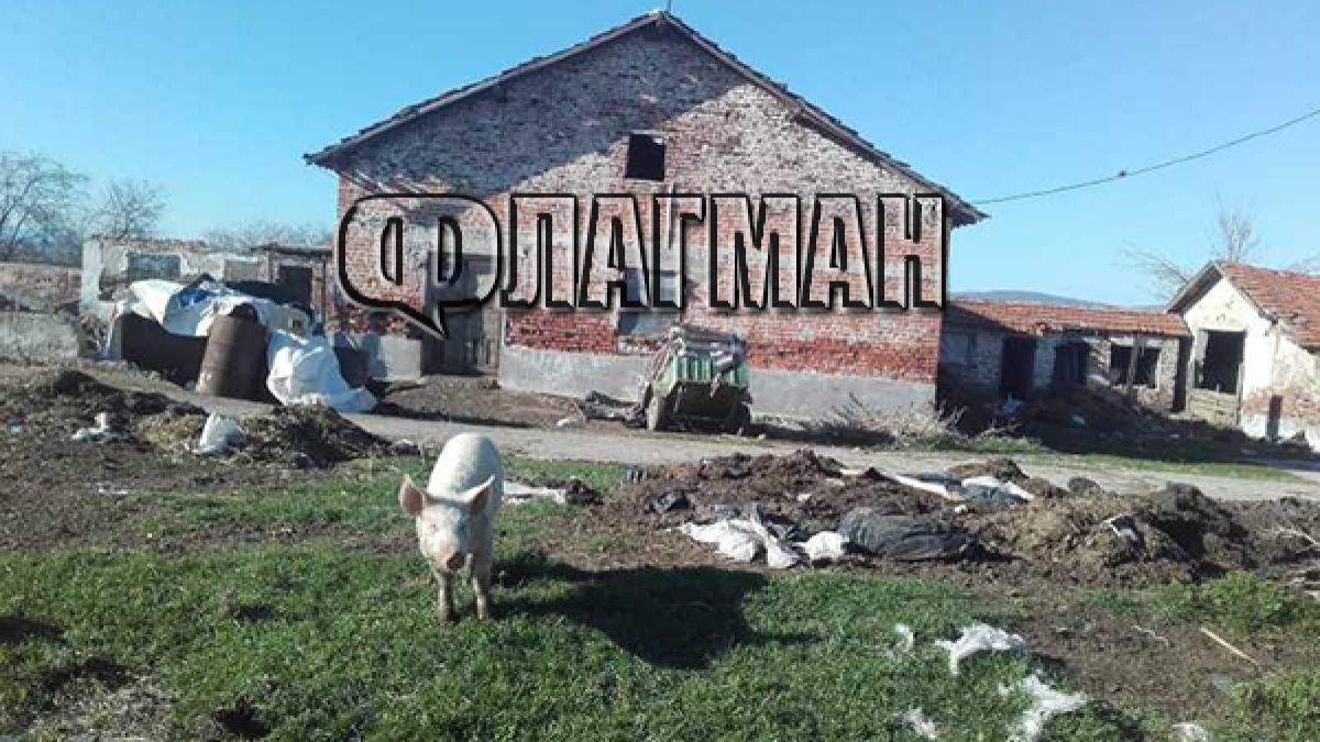 Нелегален свинарник бълва смъртоносна зараза в Карнобат, първата му жертва вече е болница