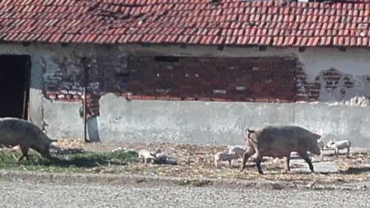 Страшна болест върлува в Бургаско