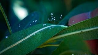 Велико знамение! Разцъфнаха мистичните цветя удумбара – настъпва времето на колосални глобални промени (СНИМКИ)