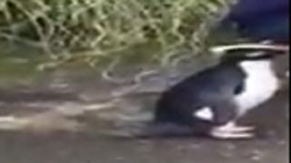 Добронамерен пингвин се сприятелява с минувачи в Нова Зеландия (ВИДЕО)