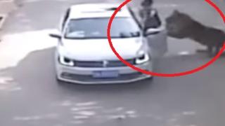 Ужас: Тигър разкъса и изяде майка, изскочила да спаси лошата си дъщеря от лапите му (ВИДЕО)