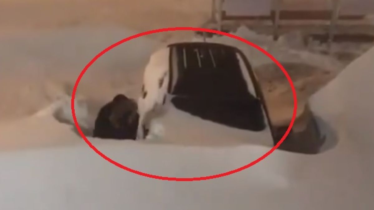 Такова нещо рядко може да се види (ВИДЕО)