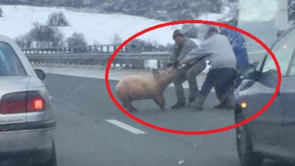 Само в БЛИЦ! Черната серия продължава: Първо кърваво клане зад софийски блок, после труп в багажника на "Мерцедес", а сега и отвличане насред магистралата (СНИМКА)