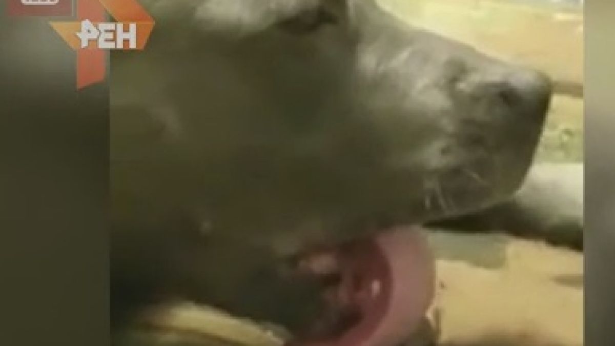 Забавно ВИДЕО с твърде изморено куче се появи в нета 