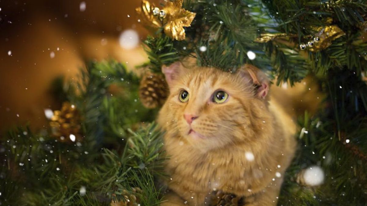 Хората, които имат котки, знаят - те мразят Коледа! Но вижте няколко животни, които са в шок от украсата (СНИМКИ)