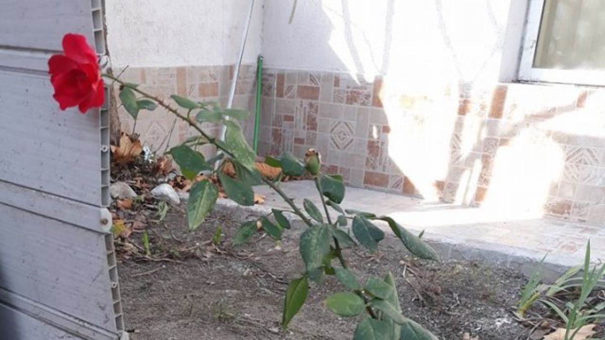 Значима поличба! Розите в Пловдив цъфнаха, ето какво означава това (СНИМКИ)