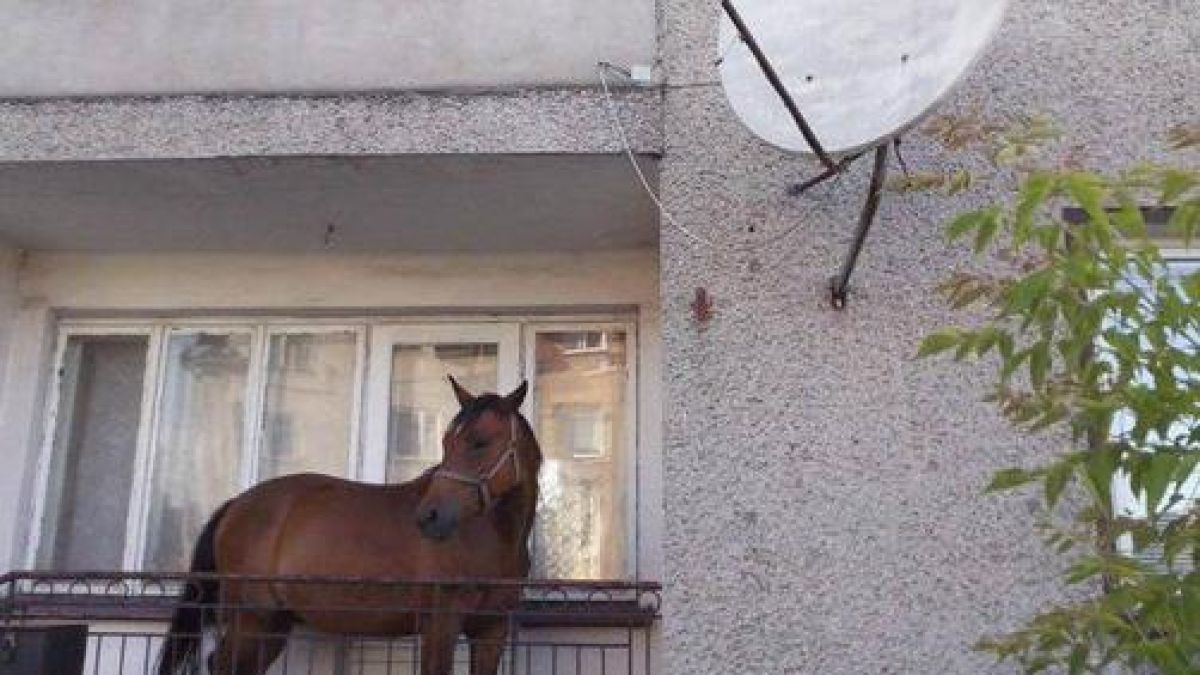 Куриозна кражба в Новогодишната нощ! Няма да повярвате какво отмъкна младеж от дома на старец край Средец