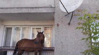 Куриозна кражба в Новогодишната нощ! Няма да повярвате какво отмъкна младеж от дома на старец край Средец