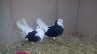 Продаваме трюфели, гълъби и якета след празниците