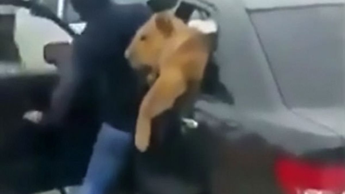 Шокиращо ВИДЕО: Лъв без наморник излиза от кола, руският му стопанин се кълне, че звярът е добронамерен 
