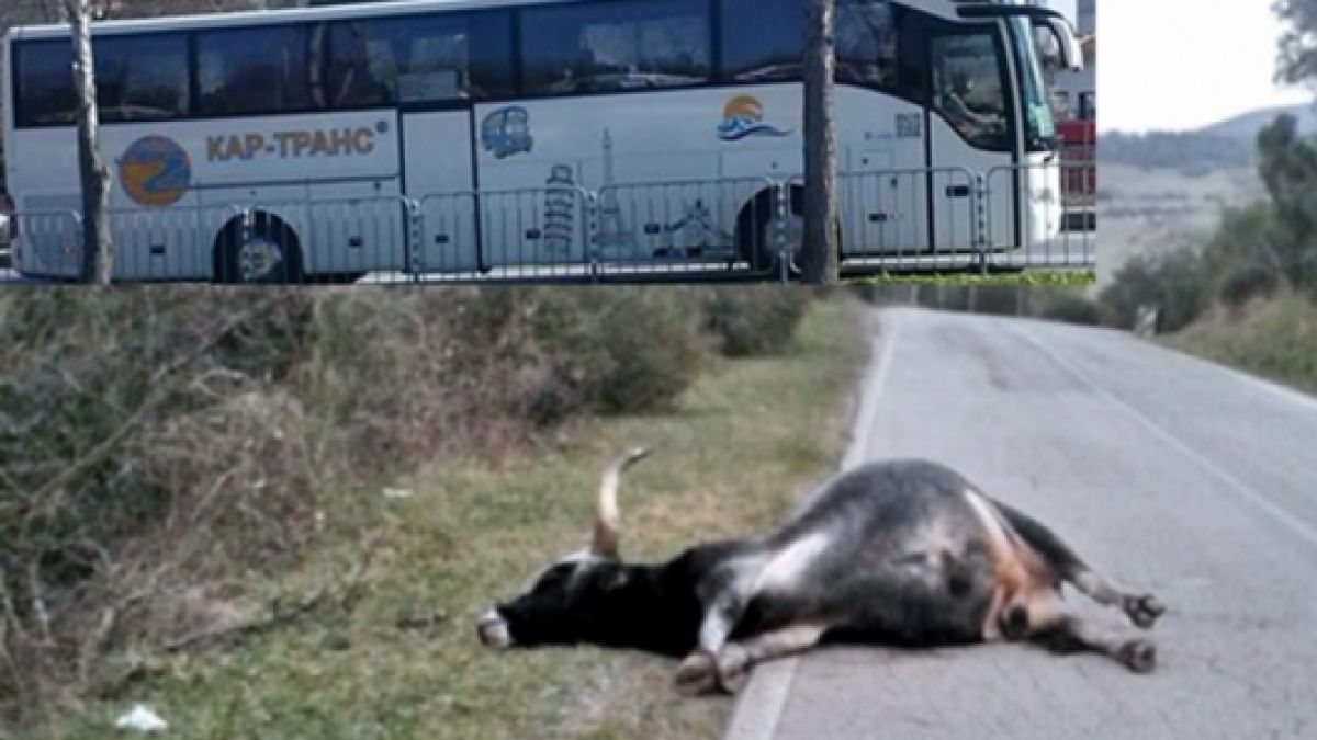 Говедо изскочи внезапно на пътя и се заби в автобус с пътници, шофьорът слезе и заби нож в гърлото му