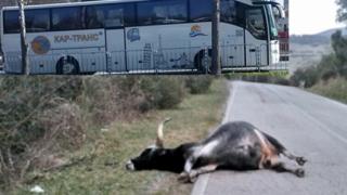 Говедо изскочи внезапно на пътя и се заби в автобус с пътници, шофьорът слезе и заби нож в гърлото му