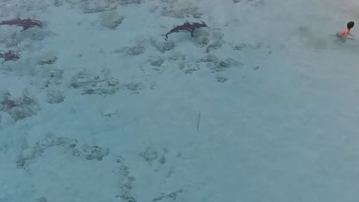 Момченце се спаси по чудо от четири акули (ВИДЕО)