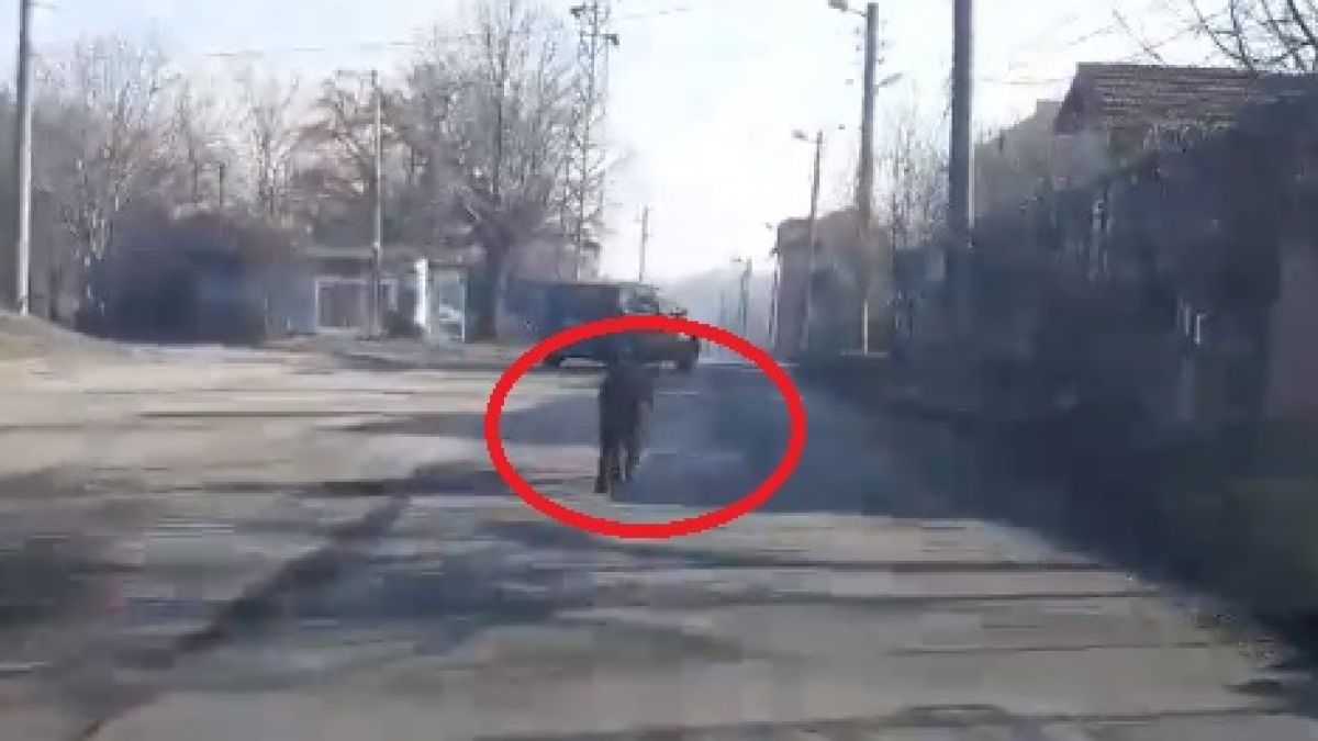 Обезумял и опасен звяр галопира из Оряхово и върши поразии на ред! Сковани от ужас хора го СНИМАХА
