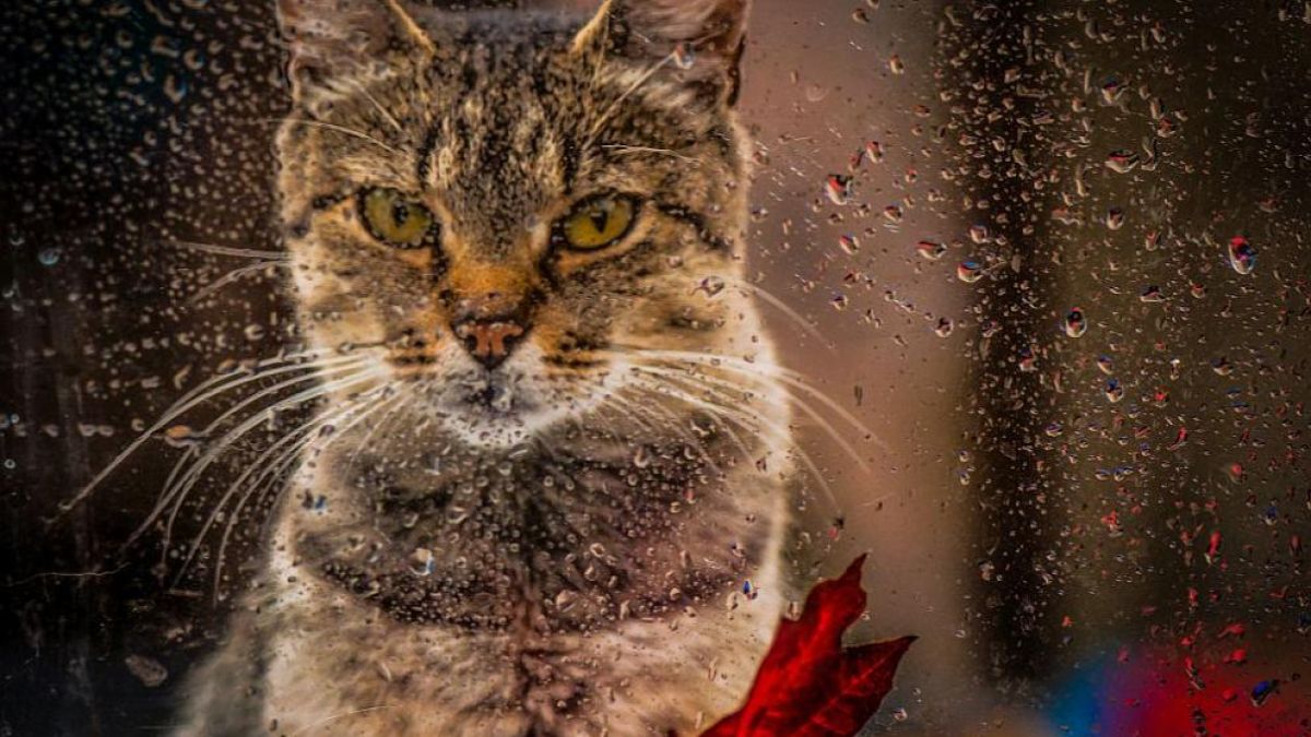 Изгубено коте се върна при стопанката си с влак