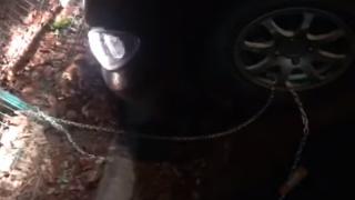 Служители на паяка отмъстиха хитро на шофьор, който се опита да ги прекара (ВИДЕО)