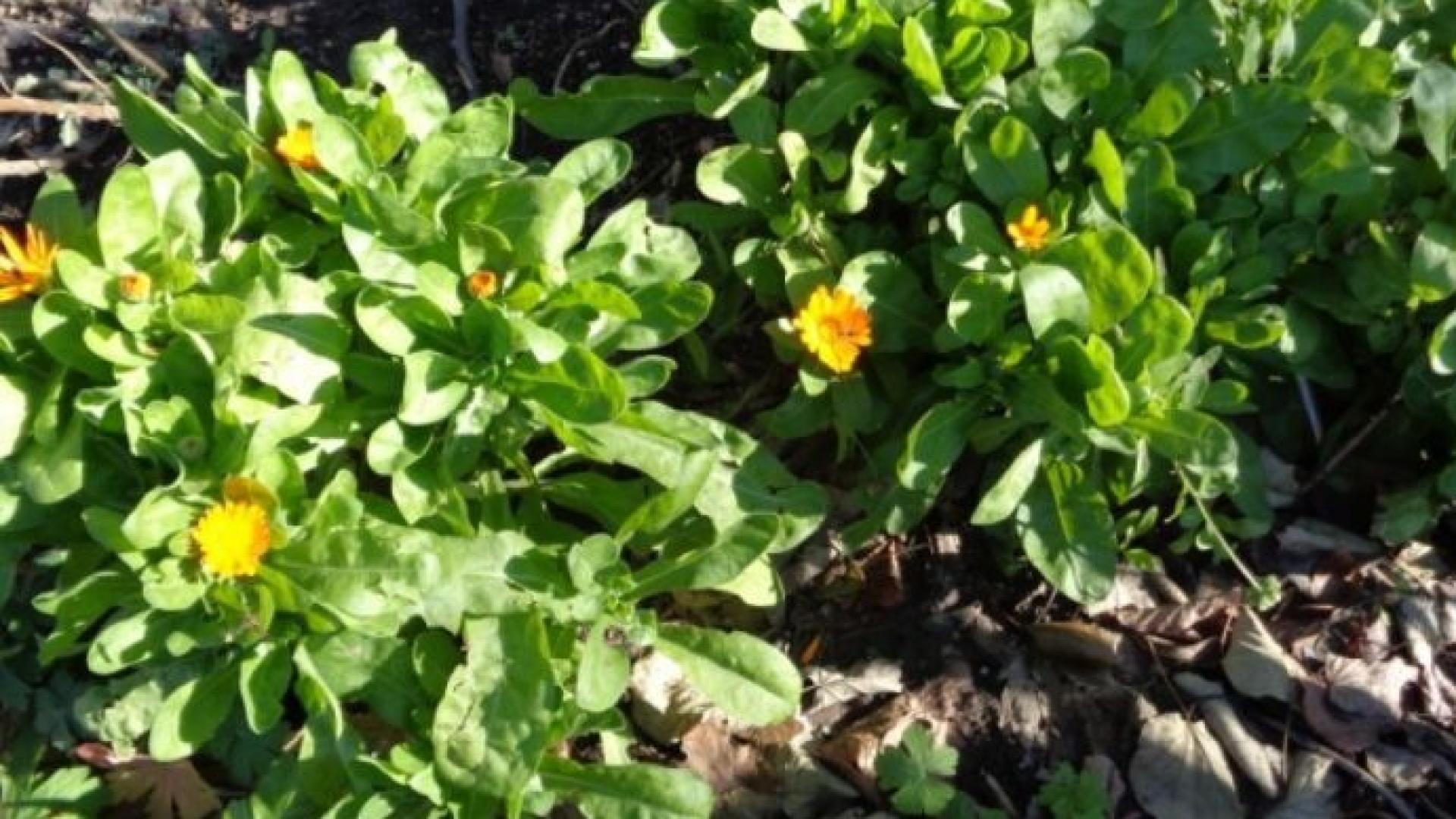 Невероятно! Невен и кокичета цъфнаха заедно в бургаски градинки