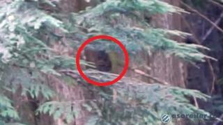 Американец засне на ВИДЕО главата на Голямата стъпка в храстите 