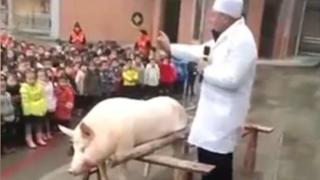 Природознание: Учител изкорми и ряза парче по парче прасе пред дечица от детска градина (ВИДЕО)