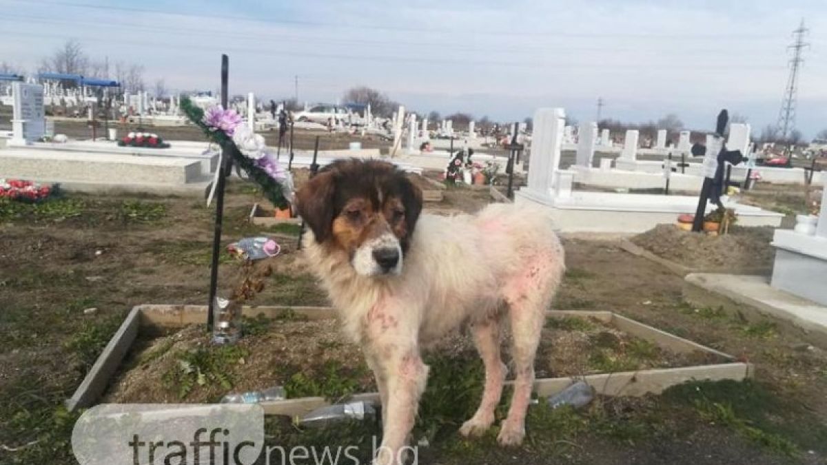 Реалност ли е това? Вижте какво прави това куче на гробищата в Пловдив (СНИМКИ)