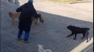 Глутница кучета нападна мъж насред Скопие (ВИДЕО)