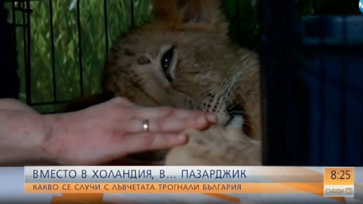 Какво се случи с лъвчетата, трогнали цяла България? (ВИДЕО)