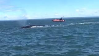 Туристи излязоха на разходка с лодка в Канада, но без малко да се озоват в търбуха на звяр (ВИДЕО)