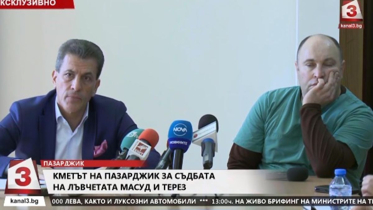 Кметът на Пазарджик каза какво се случва с лъвчетата Масуд и Терез