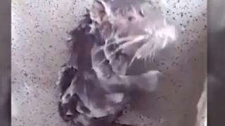 Пълен шаш: Плъх се сапунисва и къпе също като човек (ВИДЕО)