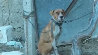 Ясно е кой е виновен за мъчителната смърт на момченцето, наръфано фатално от питбул в пазарджишкото село Мокрище