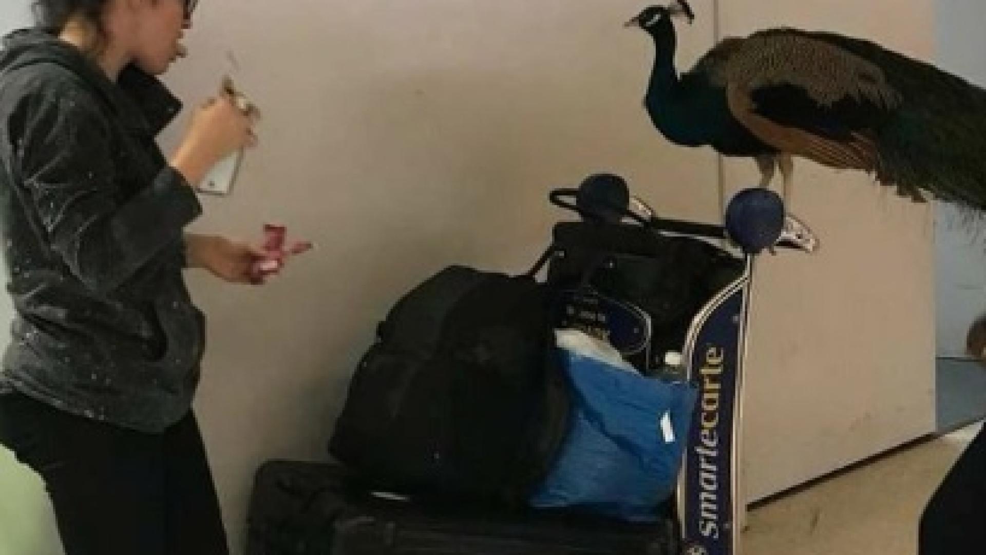 Жена опита да вкара в самолета жив паун! Бил нейната психическа подкрепа