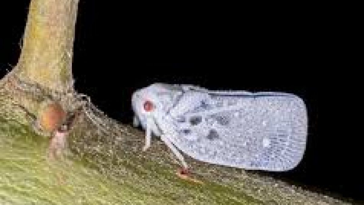 Отърваха Варна от вредителя Metcalfa pruinosa 