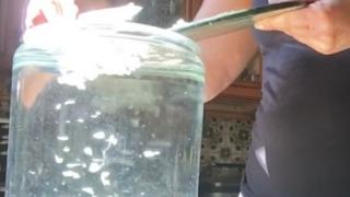 Направих си чеснова вода, полях орхидеите, които бяха умрели и те възкръснаха! (СНИМКИ)
