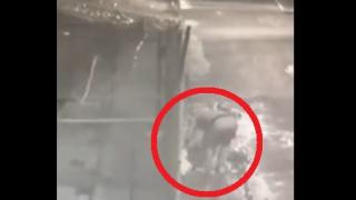 Ето как нагъл крадец сви 10 редки гълъба и заека от пернишкия зоокът (ВИДЕО)