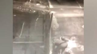 Нагъл обир: Кой открадна 10 гълъба и един заек от зоокъта в Перник? (ВИДЕО)
