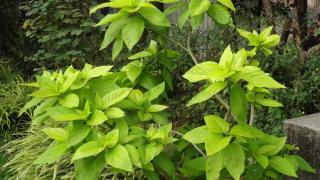 Садист! Дърво убива само за удоволствие