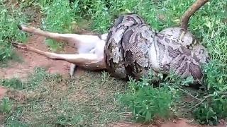 Туристи запечатаха на ВИДЕО как питон поглъща елен