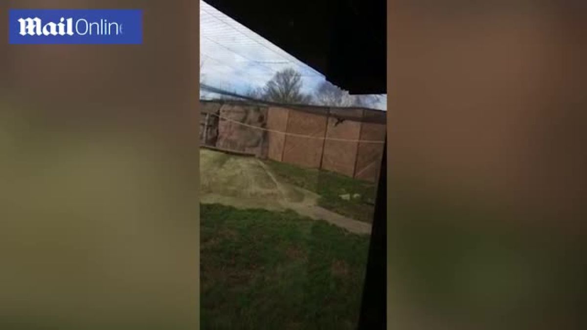 Вижте как в зоопарк лъвици разкъсаха лешояд, който случайно попаднал при тях (ВИДЕО)