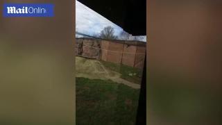 Вижте как в зоопарк лъвици разкъсаха лешояд, който случайно попаднал при тях (ВИДЕО)