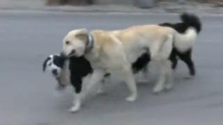 Цяло село в Благоевградско живее в голям кошмар!