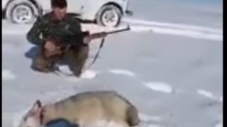 Прострелян вълк се престори на умрял и нападна ловец, който го ритна (ВИДЕО)