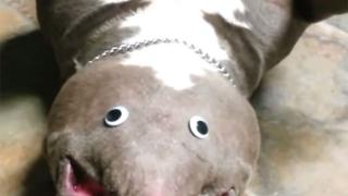 Младеж намери странно същество в гостната си (ВИДЕО)