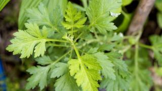 Life Science: Тази билка убива рака за 1 ден