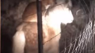 Куче бе заснето на ВИДЕО как язди едноокото пони на съседите